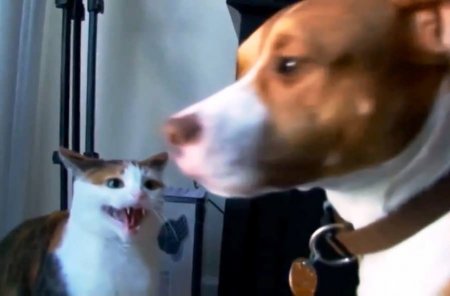 Собако-кошечный хардкор (ВИДЕО)