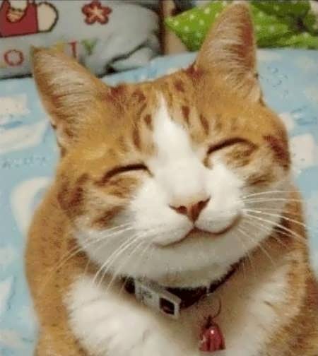 Как сделать из котэ монстра (ВИДЕО)