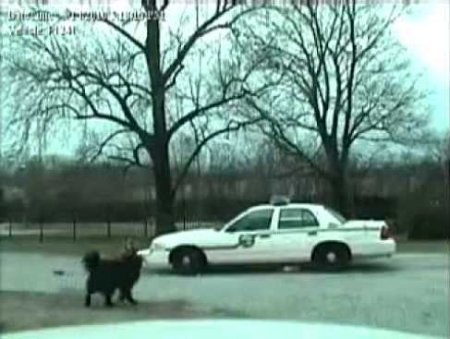 Собаки разобрали полицейское авто (HD ВИДЕО)